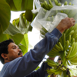 バナナの手入れ